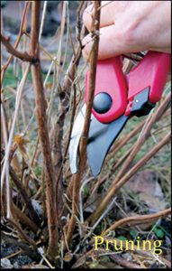 Pruning-copy