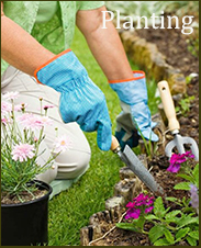planting-copy