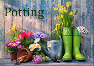 potting