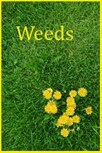 weeds1 copy